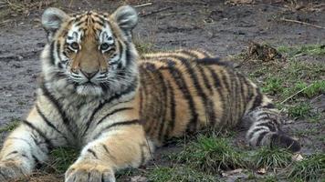 Tiger cub. Siberian tiger, Panthera tigris altaica. video