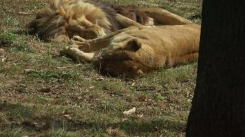 un león y una leona durmiendo juntos video