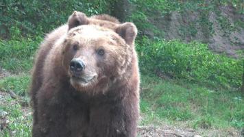 kamchatka Marrone orso, ursus arctos beringianus video