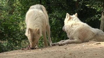 artico lupo canis lupus arctos, anche conosciuto come il bianca lupo o polare lupo video