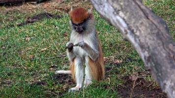 le singe patas erythrocebus patas, également connu sous le nom de singe wadi ou singe hussard video