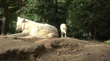 artico lupo canis lupus arctos, anche conosciuto come il bianca lupo o polare lupo video