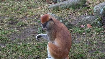 de patas aap erythrocebus pata's, ook bekend net zo de wadi aap of huzaar aap video