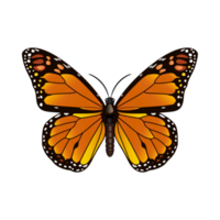 illustrazione dell'insetto farfalla png