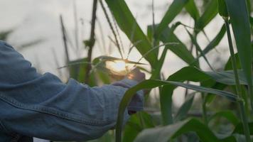 agricoltori ricontrollare condizione e rapporto di crescita di Mais nel Fram . scienziati siamo controllo il esterno condizione di loro colture dopo analisi il semi essi siamo ricercando e sviluppando agricoltura. video