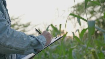 Farmers recheck condition and ratio of growth of corn in Fram . Scientists are checking the external condition of their crops after testing the seeds they are researching and developing agriculture. video