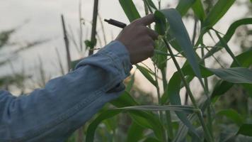 agricoltori ricontrollare condizione e rapporto di crescita di Mais nel Fram . scienziati siamo controllo il esterno condizione di loro colture dopo analisi il semi essi siamo ricercando e sviluppando agricoltura. video