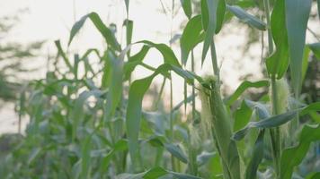 los agricultores vuelven a verificar la condición y la proporción de crecimiento del maíz en fram . los científicos están comprobando el estado externo de sus cultivos después de probar las semillas que están investigando y desarrollando la agricultura. video