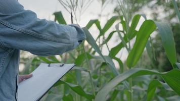 os agricultores verificam novamente a condição e a proporção de crescimento do milho no quadro. os cientistas estão verificando a condição externa de suas colheitas depois de testar as sementes que estão pesquisando e desenvolvendo a agricultura. video