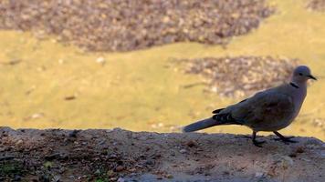 City pigeons birds run on the street in Voula Greece. video