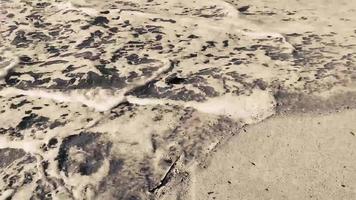 El pez globo muerto varado en la playa yace sobre la arena. video