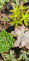 Abstract Overhead of Various Succulent Plants At Nursery photo