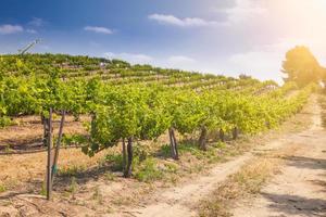 Beautiful Wine Grape Vineyard Farm in the Afternoon Sun. photo