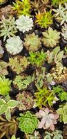 Abstract Overhead of Various Succulent Plants At Nursery photo