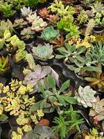 Abstract Overhead of Various Succulent Plants At Nursery photo