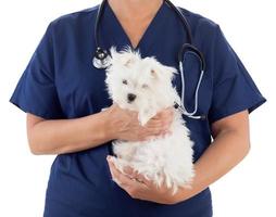 Veterinario femenino con estetoscopio sosteniendo cachorro maltés joven aislado en blanco foto