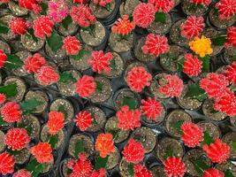 sobrecarga abstracta de varias plantas suculentas coloridas en el vivero foto