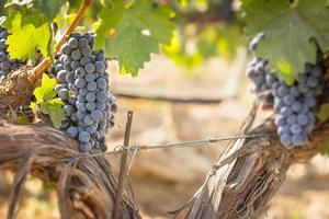 Beautiful Lush Wine Grape Bushels In The Vineyard photo