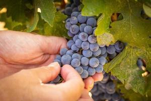 Female Farmer Hands Holding Bunch of Ripe Wine Grapes In The Vineyard. photo