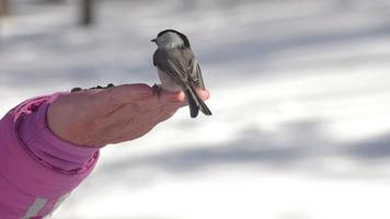 onherkenbaar Mens feeds hongerig vogelstand in winter Woud, sneeuw is overal, winter seizoen video