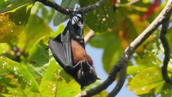 Closeup shot of flying fox. Flying Fox hanging upside down from a small branch while sleeping during the day, Thailand. video