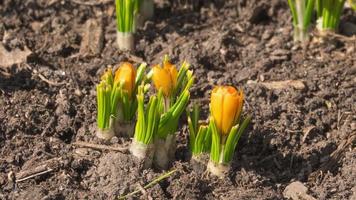 Spring primroses crocuses bloom in the sun in the garden. Insects fly over flowers. Concept Spring video