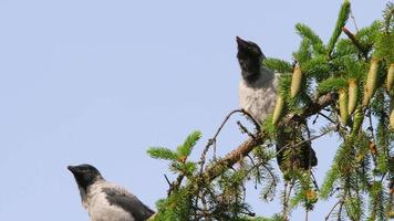 dichtbij omhoog van wild vogel kraaien Aan een naald- boom Afdeling. nest met kuikens video