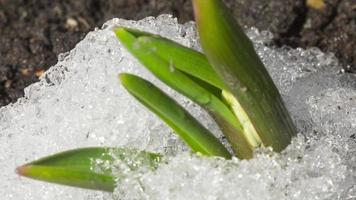 lapso de tiempo, flor creciendo bajo la nieve. la nieve se derrite en el jardín. concepto de primavera video