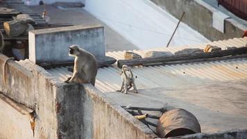 Family of monkeys live on the roof of the house, Udaipur. Monkeys inhabit urban areas in India video