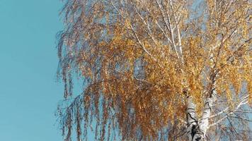 Golden autumn birch tree branches and yellow autumn leaves, against the background of a blue sky, view from below. video