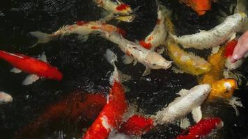 gros plan de carpes bondées ou de poissons koi nageant dans un étang d'eau claire. poissons koi multicolores nageant gracieusement dans l'eau d'un jardin. main féminine touchant le poisson de la carpe koi video