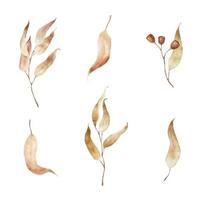 Watercolor eucalyptus branches with autumn golden leaves isolated on white background.  Vector illustration.