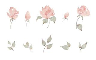 Watercolor pale pink roses and leaves romantic floral hand painted vector elements set.