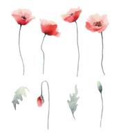 Watercolor red poppies flowers, buds and leaves collection of vectorl design elements. vector