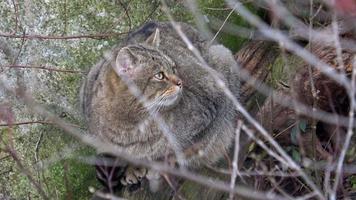 Wild cat Felis silvestris. European wild cat sitting on a trunk watching the surroundings