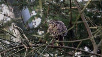 el cascanueces manchado, el cascanueces euroasiático, o simplemente el cascanueces, nucifraga caryocatactes sentado en un árbol video