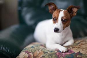 Jack Russell Terrier Puppy Portrait on Pillow photo