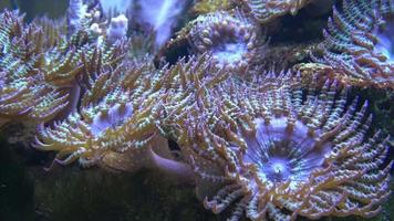 Corals in marine aquarium. Sea anemone in manmade aquarium video