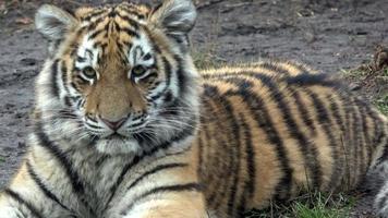 Sibirischer Tiger, Panthera Tigris Altaica video