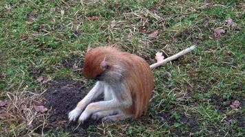 The patas monkey Erythrocebus patas, also known as the wadi monkey or hussar monkey video