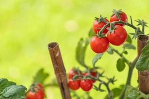 tomates cherry maduros en la vid en el jardín foto
