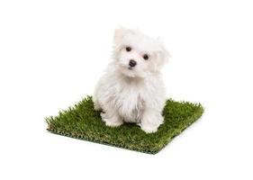 Cute Maltese Puppy Dog Sitting on Section of Artificial Turf Grass On White Background photo