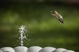 Hummingbird in Flight photo