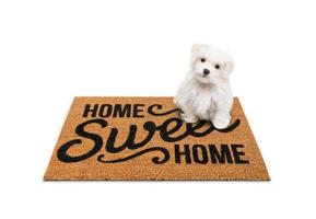 cachorro maltés sentado en la alfombra de bienvenida hogar dulce hogar aislado en blanco. foto