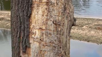 vieux tronc d'arbre. arbre mort. vue rapprochée de l'écorce des vieux arbres, concept d'écologie. video