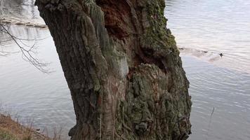 oud boom kofferbak. dood boom. dichtbij omhoog visie van oud boom blaffen, ecologie concept. video