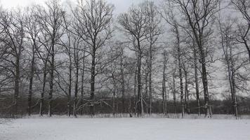 árvores sem folhas no inverno, céu nevado video