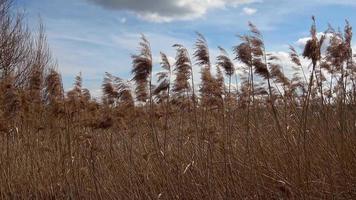 grama seca, juncos phragmites talos soprando ao vento. video