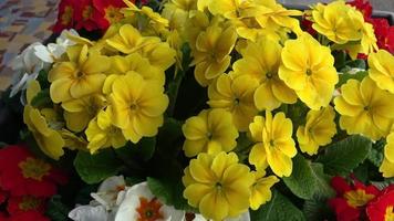 Colorful fresh spring primula flowers video