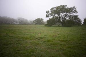 Foggy Countryside and Oak Trees photo